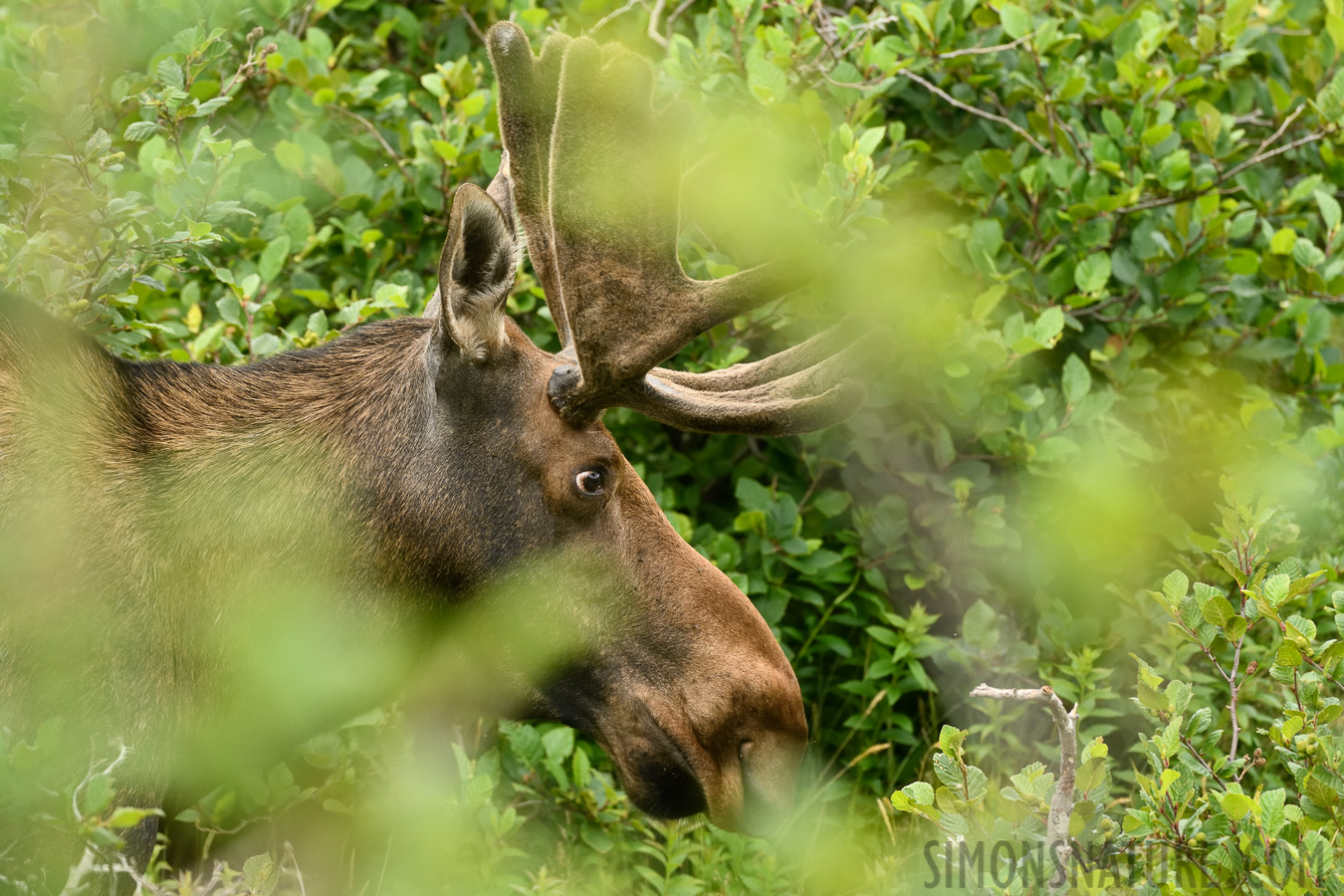 Alces alces americana [400 mm, 1/320 Sek. bei f / 8.0, ISO 1600]